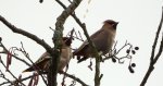 Jemiołuszka zwyczajna, jemiołuszka, jemiołucha (Bombycilla garrulus)