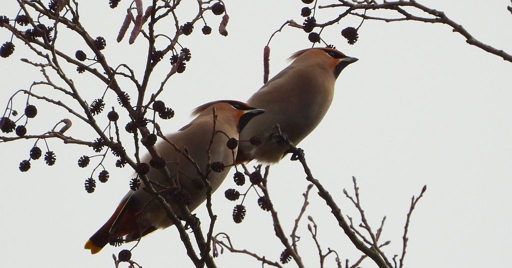 Jemiołuszka zwyczajna, jemiołuszka, jemiołucha (Bombycilla garrulus)