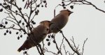 Jemiołuszka zwyczajna, jemiołuszka, jemiołucha (Bombycilla garrulus)