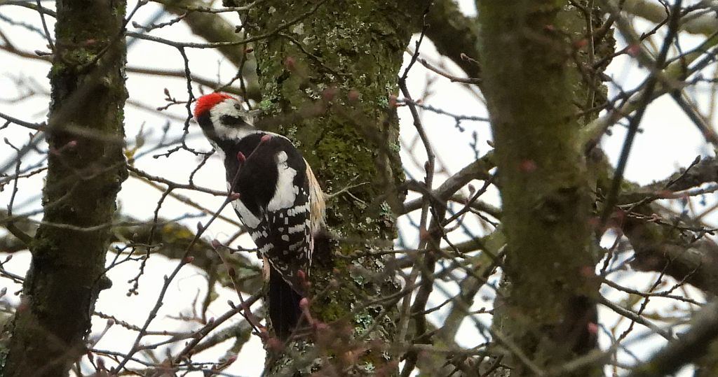 Dzięcioł średni (Dendrocopos medius)