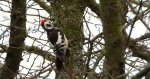 Dzięcioł średni (Dendrocopos medius)
