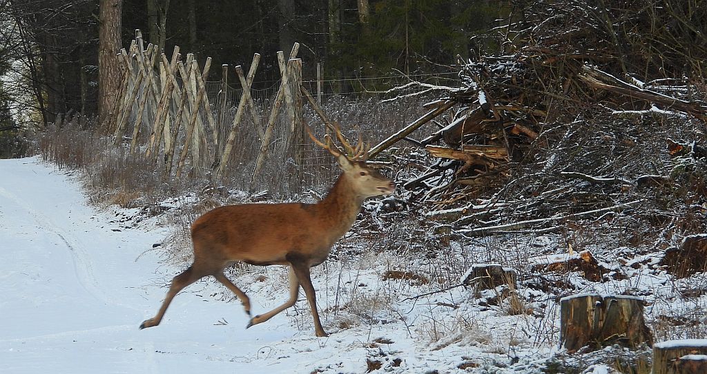 Jeleń szlachetny, jeleń (Cervus elaphus)