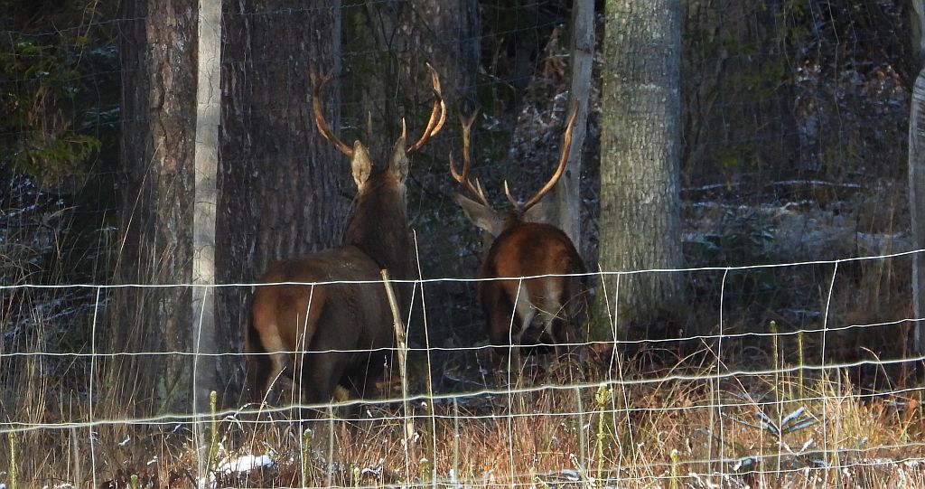 Jeleń szlachetny, jeleń (Cervus elaphus)
