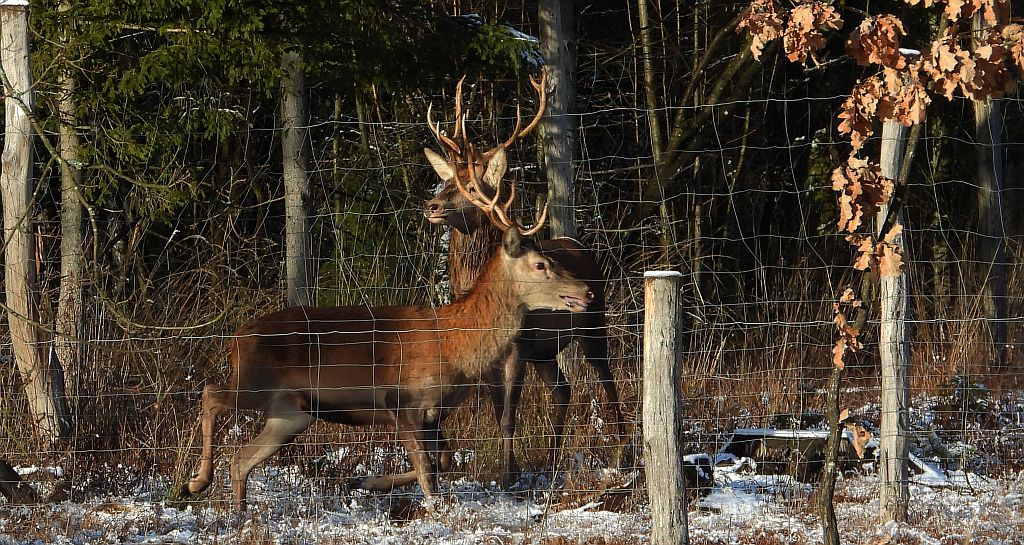 Jeleń szlachetny, jeleń (Cervus elaphus)