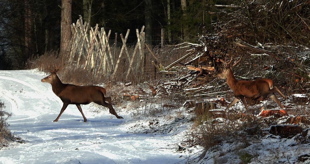 Jeleń szlachetny, jeleń (Cervus elaphus)