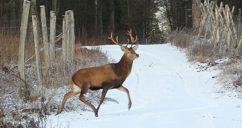 Jeleń szlachetny, jeleń (Cervus elaphus)