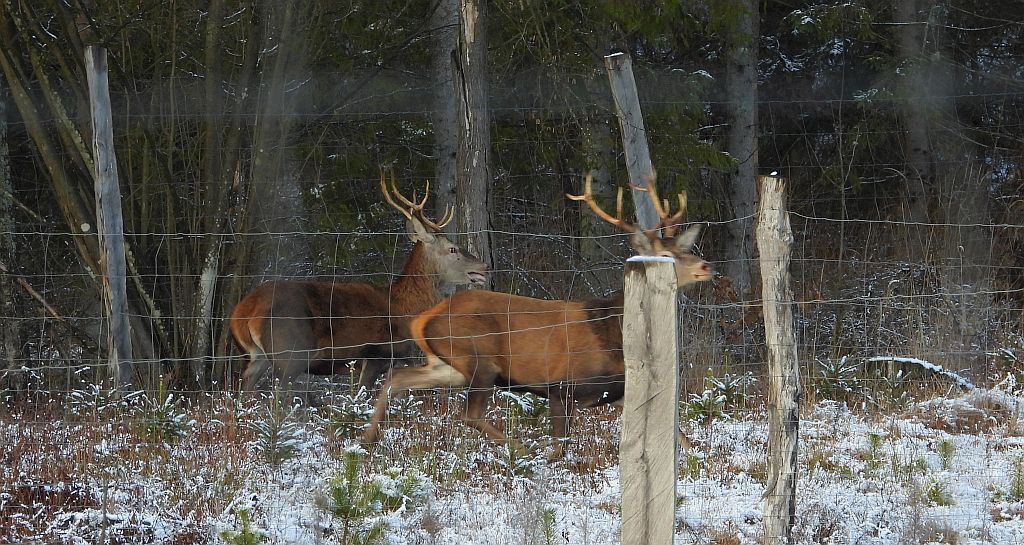 Jeleń szlachetny, jeleń (Cervus elaphus)