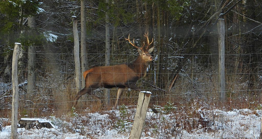 Jeleń szlachetny, jeleń (Cervus elaphus)