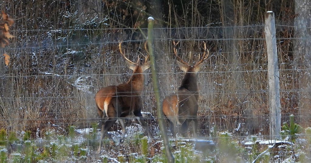 Jeleń szlachetny, jeleń (Cervus elaphus)