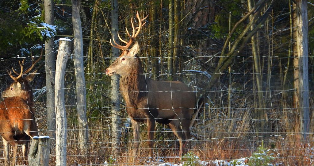 Jeleń szlachetny, jeleń (Cervus elaphus)