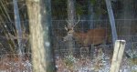 Jeleń szlachetny, jeleń (Cervus elaphus)