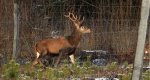 Jeleń szlachetny, jeleń (Cervus elaphus)