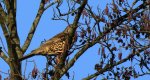 Paszkot (Turdus viscivorus)