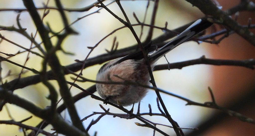 Raniuszek (Aegithalos caudatus)