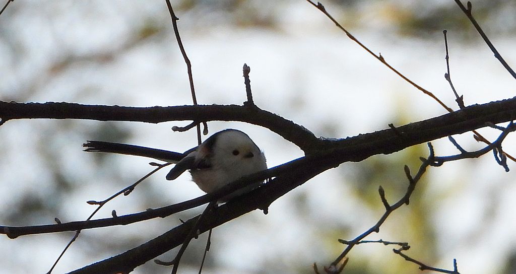 Raniuszek (Aegithalos caudatus)