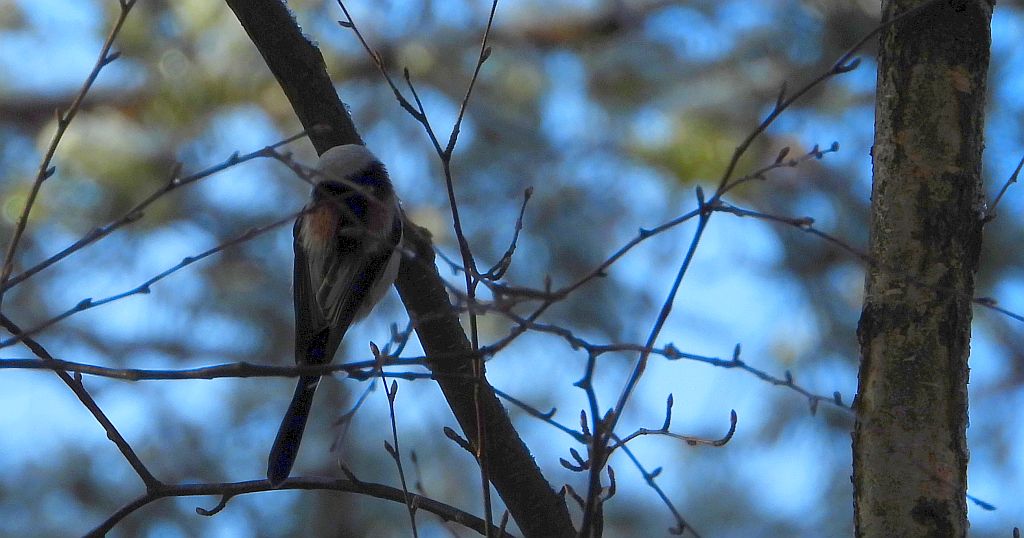 Raniuszek (Aegithalos caudatus)