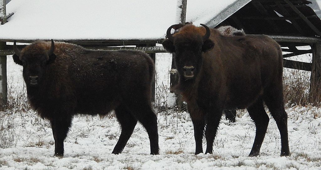 Żubr europejski, żubr (Bison bonasus)