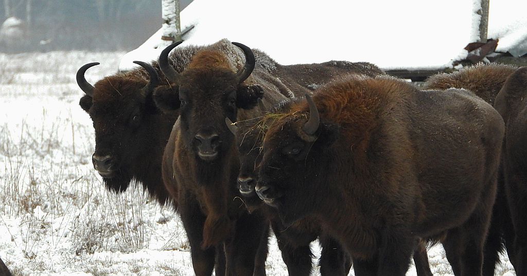 Żubr europejski, żubr (Bison bonasus)