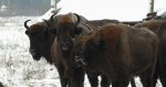 Żubr europejski, żubr (Bison bonasus)