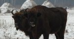 Żubr europejski, żubr (Bison bonasus)