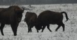 Żubr europejski, żubr (Bison bonasus)
