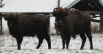 Żubr europejski, żubr (Bison bonasus)