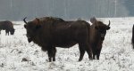 Żubr europejski, żubr (Bison bonasus)