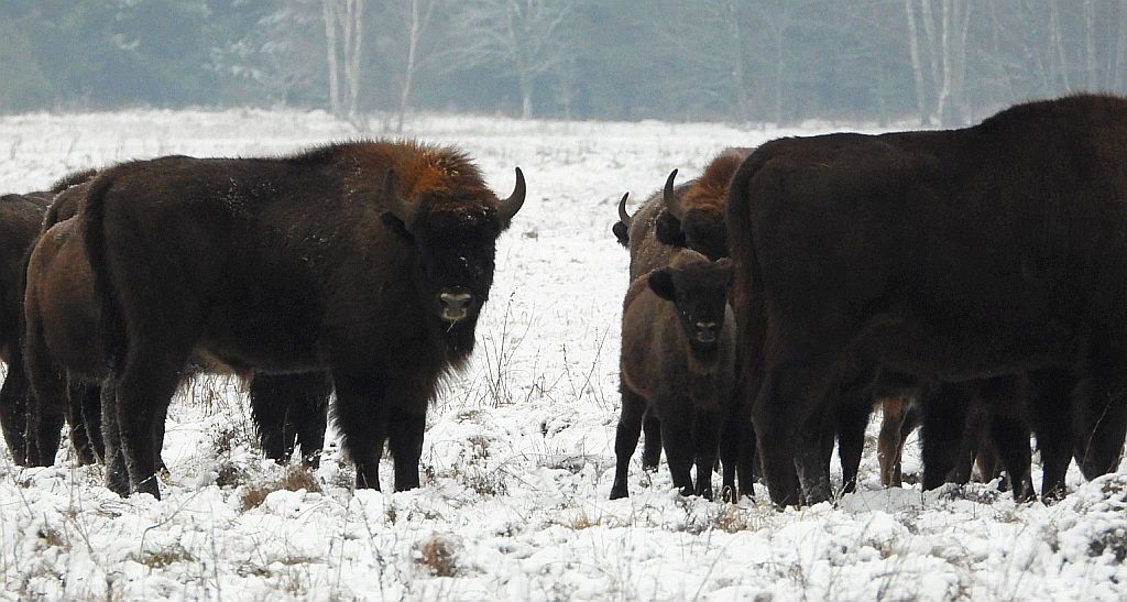Żubr europejski, żubr (Bison bonasus)