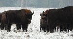 Żubr europejski, żubr (Bison bonasus)