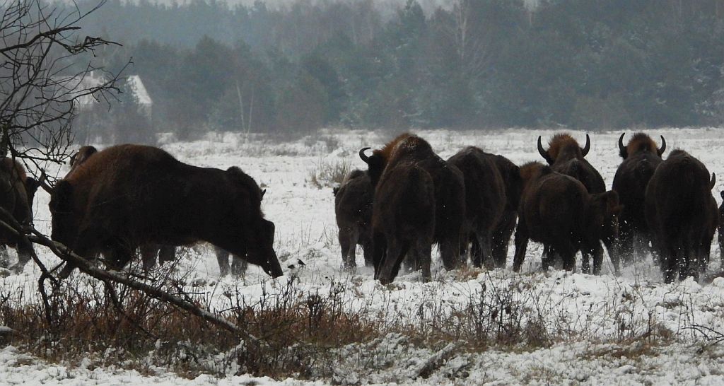 Żubr europejski, żubr (Bison bonasus)