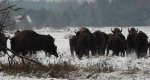 Żubr europejski, żubr (Bison bonasus)