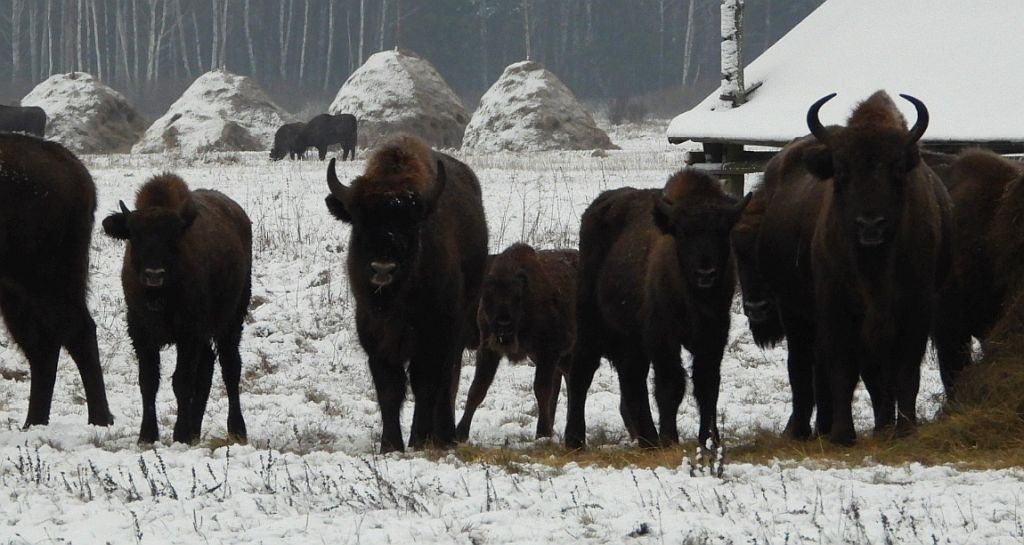 Żubr europejski, żubr (Bison bonasus)
