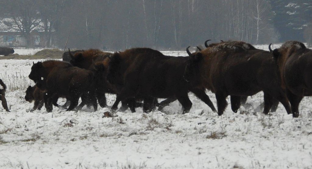 Żubr europejski, żubr (Bison bonasus)