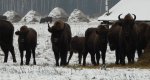 Żubr europejski, żubr (Bison bonasus)