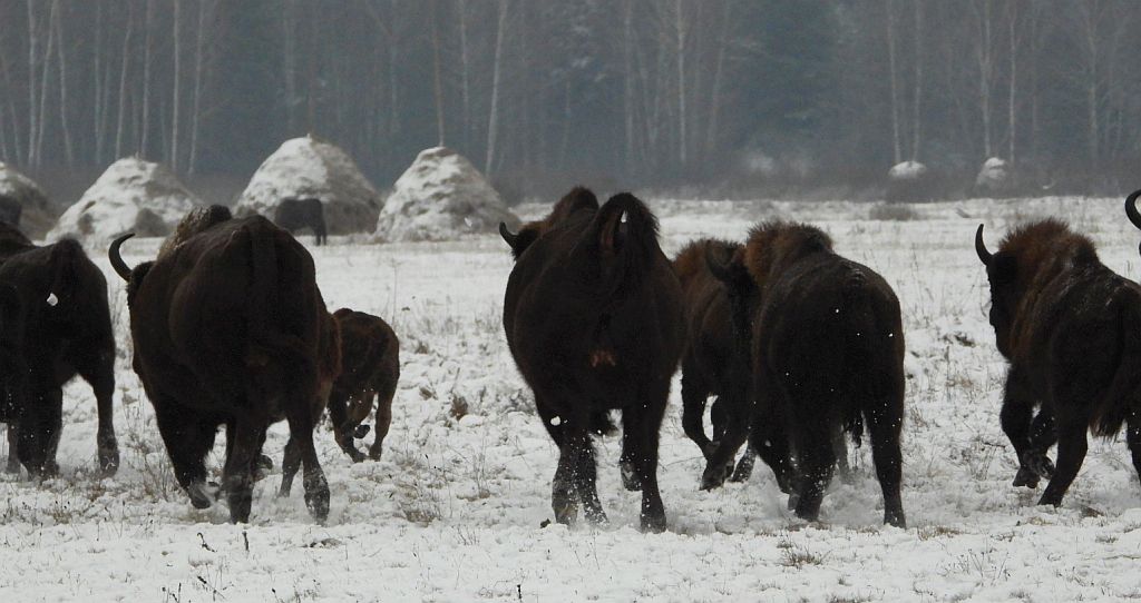 Żubr europejski, żubr (Bison bonasus)