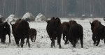 Żubr europejski, żubr (Bison bonasus)