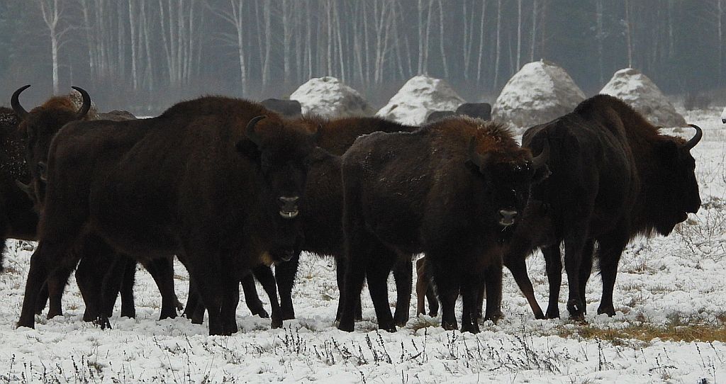 Żubr europejski, żubr (Bison bonasus)