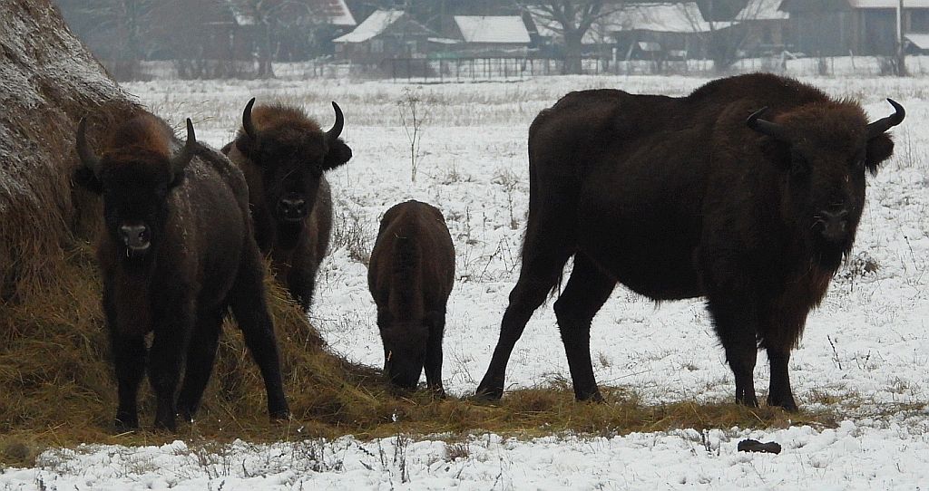 Żubr europejski, żubr (Bison bonasus)