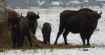 Żubr europejski, żubr (Bison bonasus)