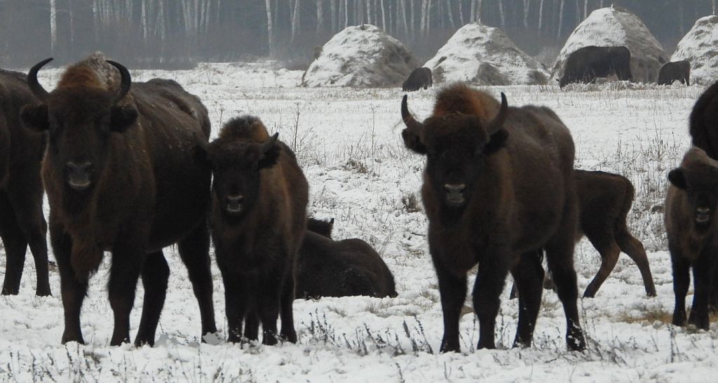 Żubr europejski, żubr (Bison bonasus)