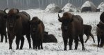 Żubr europejski, żubr (Bison bonasus)