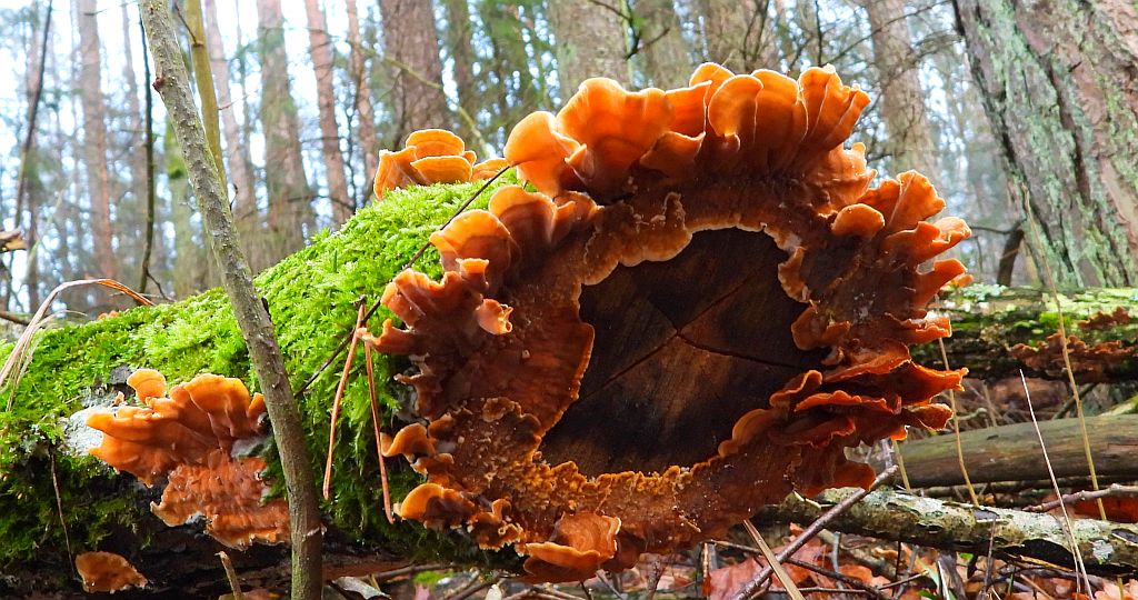 Gmatwica trójbarwna (Daedaleopsis tricolor)