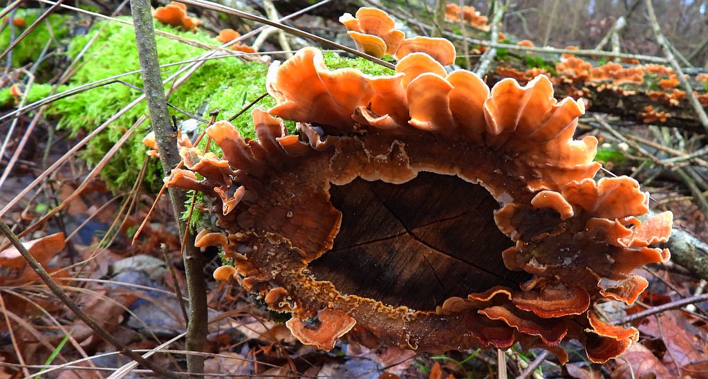 Gmatwica trójbarwna (Daedaleopsis tricolor)