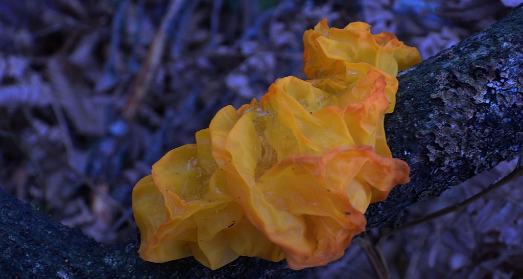 Trzęsak pomarańczowożółty (Tremella mesenterica)