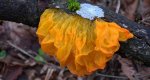 Trzęsak pomarańczowożółty (Tremella mesenterica)