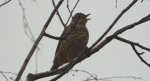 Paszkot (Turdus viscivorus)