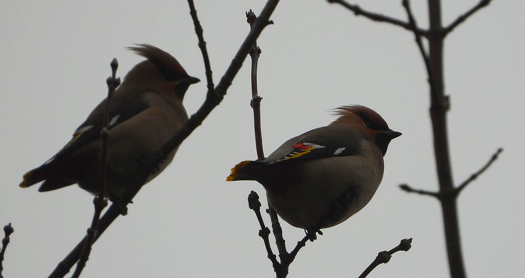 Jemiołuszka zwyczajna, jemiołuszka, jemiołucha (Bombycilla garrulus)