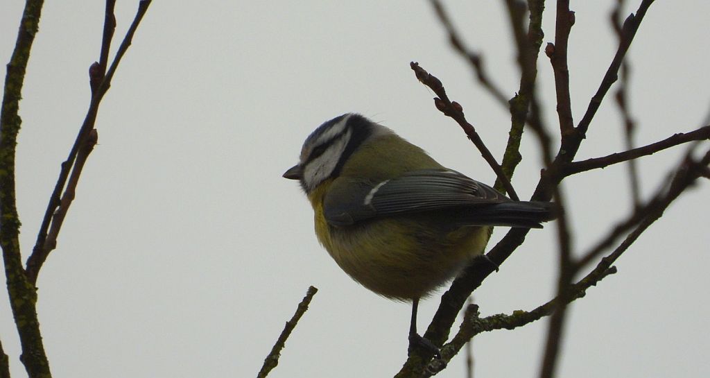 Modraszka zwyczajna, modraszka, sikora modra (Cyanistes caeruleus)