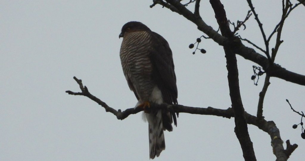 Krogulec zwyczajny, krogulec, jastrząb wróblarz (Accipiter nisus)