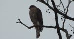 Krogulec zwyczajny, krogulec, jastrząb wróblarz (Accipiter nisus)